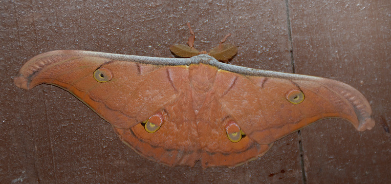 Antheraea helferi (Moore, 1858) family Saturnidae. Nanga Sumpa longhouse, Upper Batang Ai, Sarawak, Borneo d. 27 february 2012. Photographer; Hanne Christensen