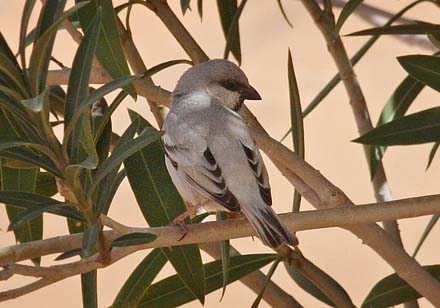 Desert Sparrow, Passer simplex saharae. Erg Chebbi, Morocco d. 2 march 2017. Photographer; Erling Krabbe