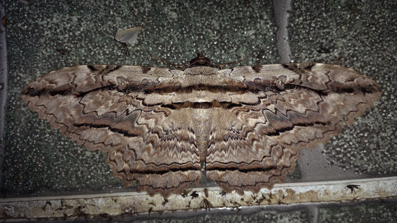 Owl Moth, Thysania zenobia (Cramer, 1776). Caranavi, Yungas, Bolivia January 30, 2017. Photographer; Peter Mllmann
