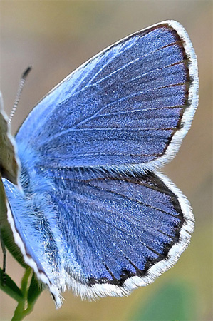Foranderlig Blåfugl, Plebejus idas han. Isola, 500 m. Parc de Mercantour, Frankrig d. 6 juli 2017. Fotograf: John Vergo