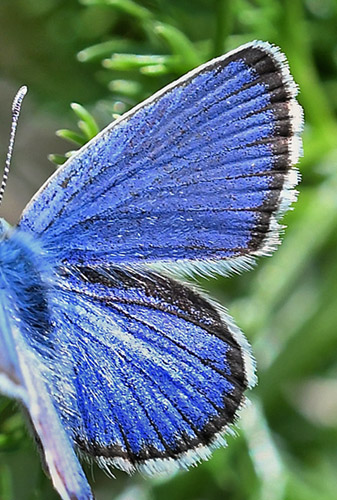 Foranderlig Blåfugl, Plebejus idas han. Col de la Bonnet, 2400 m. Parc de Mercantour, Frankrig d. 7 juli 2017. Fotograf: John Vergo