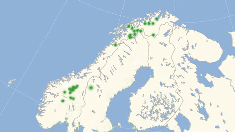 Arktisk Kommabredpande udbredelse i Nordeuropa 2010-16. november 2016 af Lars Andersen