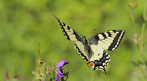 Svalehale, Papilio machaon. Timanshytten, Örebro Län, Sverige d. 18 juni 2017. Fotograf; Lars Andersen