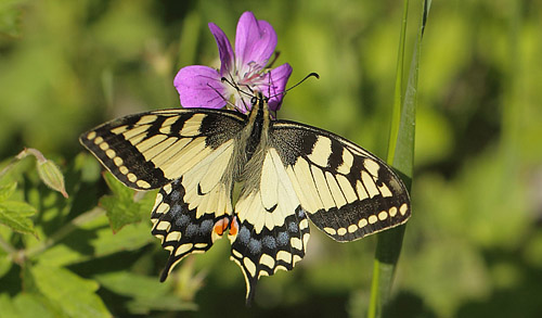 Svalehale, Papilio machaon. Timanshytten, Örebro Län, Sverige d. 18 juni 2017. Fotograf; Lars Andersen