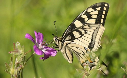 Svalehale, Papilio machaon. Timanshytten, Örebro Län, Sverige d. 18 juni 2017. Fotograf; Erling Krabbe