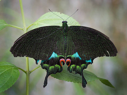 Jungle Jade, Papilio karna carnatus (Rothschild, 1895).Kota Kinabalu, Borneo d. 28 marts 2017. Fotograf; Kim Jespersen