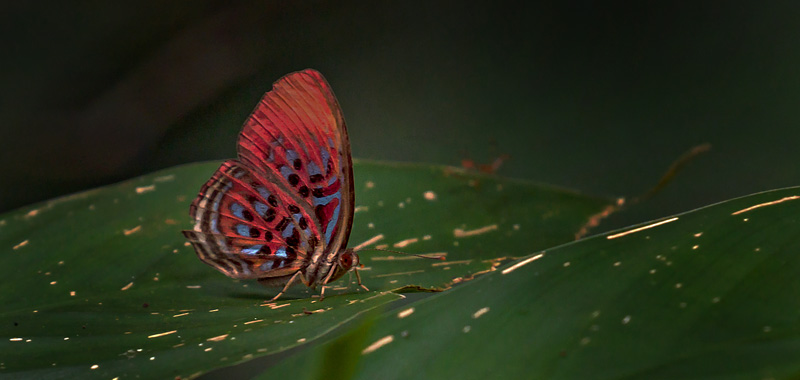 Red Harlekin, Paralaxita damajanti. Sukau Rainforest Lodge, Sabah, Borneo d. 23 marts 2017. Fotograf;  John S. Petersen