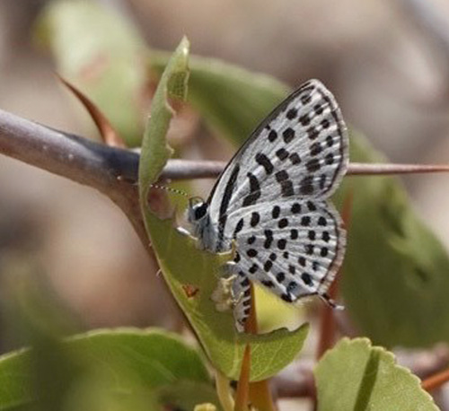 Dotted Blue, Tarucus sybaris ssp. linearis (Aurivillius, 1924). Sphinxblick, Windhoek, Namibia ultimo february 2023. Photographer: Regitze Enoksen