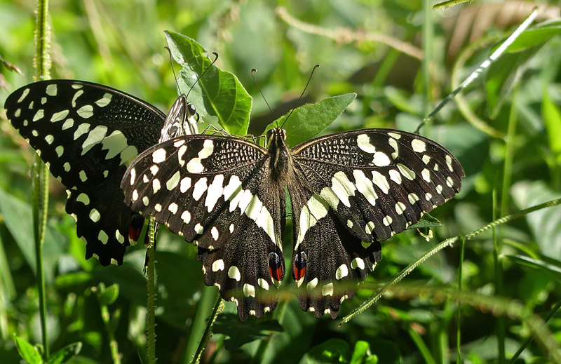 Citrus Swallowtail, Papilio demodocus (Esper, 1798). Uganda d. 28 november 2017. Fotograf: Regitze Enoksen