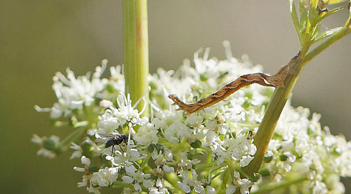 Brændeskærm, Selinum dubium med Gyldenrisdværgmåler, Eupithecia virgaureata larve.  Amager Fælled d. 15 september 2017. Fotograf; Lars Andersen