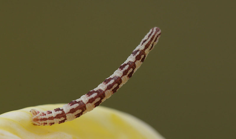 Hvid Dværgmåler, Eupithecia centaureata. Otto Busesvej Rangerterræn,København d. 28 august 2017. Fotograf; Lars Andersen