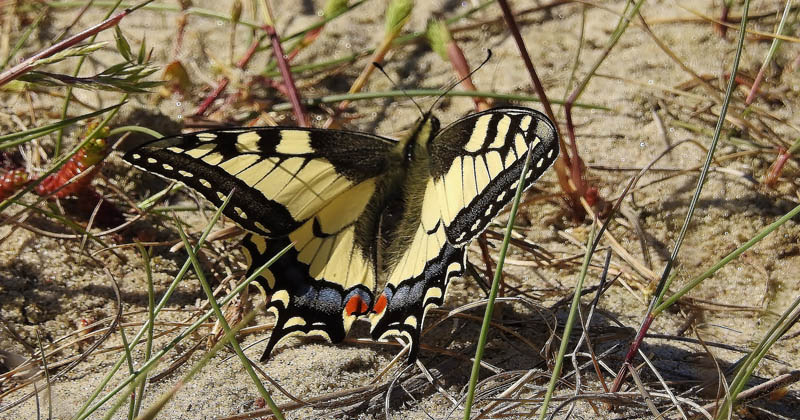 Svalehale, Papilio machaon 2 stk. imago. Skagen Grå Fyr - Skagen Fuglestation d. 27 maj 2017. Fotograf; Jørgen Munck