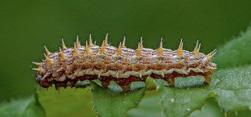 Engperlemorsommerfugl, Brenthis ino larve. Hjortesø, Ravnsholte Skov, Sjælland d. 3 juni 2017. Fotograf; John S. Petersen