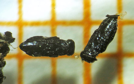 Snyltehveps pupper; Achrysocharoides zwoelferi, , på gråpil d. 11 oktober 2015. Fotograf; Linda Kjær-Thomsen