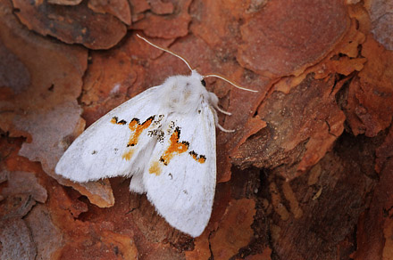 Hvid Tandspinder, Leucodonta bicoloria. Asserbo d. 23 juni 2017. Fotograf; Henrik S. Larsen