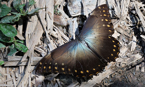 Morpho telemachus ssp. exsusarion (Le Moult & Réal, 1962). Pusiliani, Caranavi, Yungas, Bolivia december 9, 2017. Photographer; Peter Møllmann