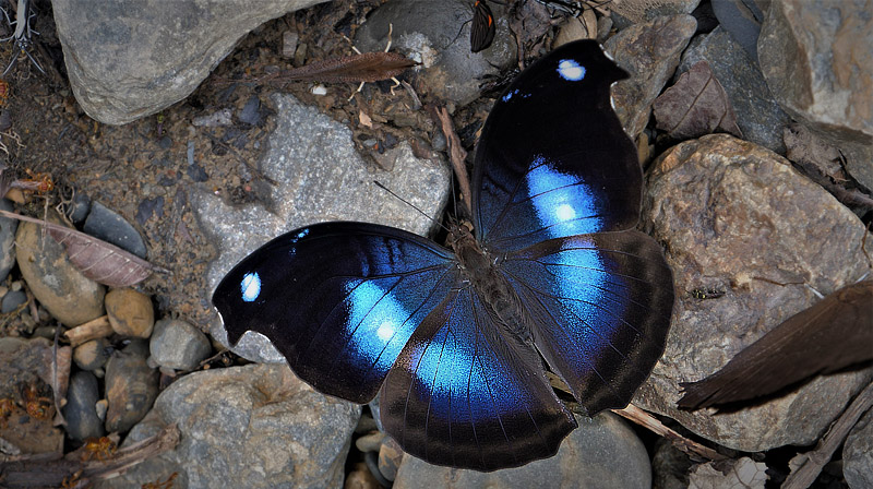 Great Blue Hookwing, Napeocles jucunda (Hübner, 1808). Caranavi, Yungas, Bolivia december 26, 2017. Photographer; Peter Møllmann
