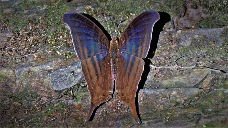 Dark Daggerwing, Marpesia themistocles ssp. norica (Hewitson, 1852).  Caranavi, Yungas, Bolivia january 21, 2018. Photographer; Peter Møllmann