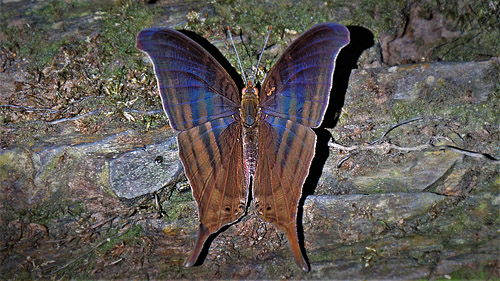 Dark Daggerwing, Marpesia themistocles ssp. norica (Hewitson, 1852).  Caranavi, Yungas, Bolivia january 21, 2018. Photographer; Peter Mllmann