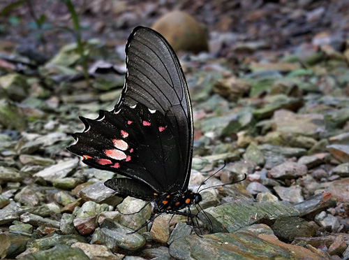 Ruby-spotted Swallowtail, Heraclides anchisiades ssp. anchisiades (Esper, 1788). Caranavi, Yungas, Bolivia january 15, 2018. Photographer; Peter Møllmann