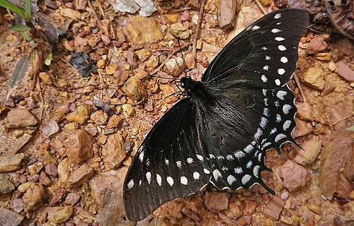 Cloud-frosted Swallowtail, Pterourus warscewiczii (Hopffer, 1865).  Caranavi, Yungas, Bolivia january 8, 2018. Photographer; Peter Møllmann