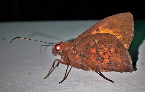 Dark-cheeked Scarlet-eye, Bungalotis astylos (Cramer, 1780).  Caranavi, Yungas, Bolivia febrnuary 1, 2018. Photographer; Peter Møllmann