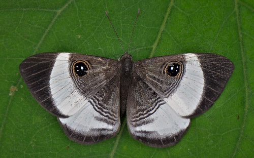 Maybe a Mesosemia thymetus ssp. umbrosa (Stichel, 1909).  Caranavi, Yungas, Bolivia january 8, 2018. Photographer; Peter Møllmann