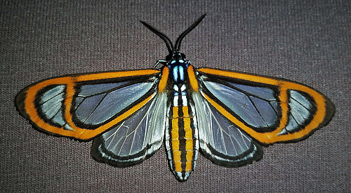 Clearwing Tiger Moth, Hyalurga fenestra (Linné, 1788). Caranavi, Bolivia febrnuary 5, 2018. Photographer; Peter Møllmann