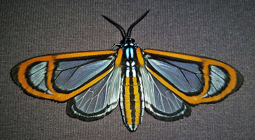 Clearwing Tiger Moth, Hyalurga fenestra (Linn, 1788). Caranavi, Bolivia febrnuary 5, 2018. Photographer; Peter Mllmann